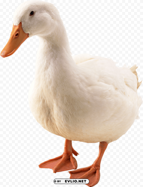 duck PNG Image with Isolated Graphic Element