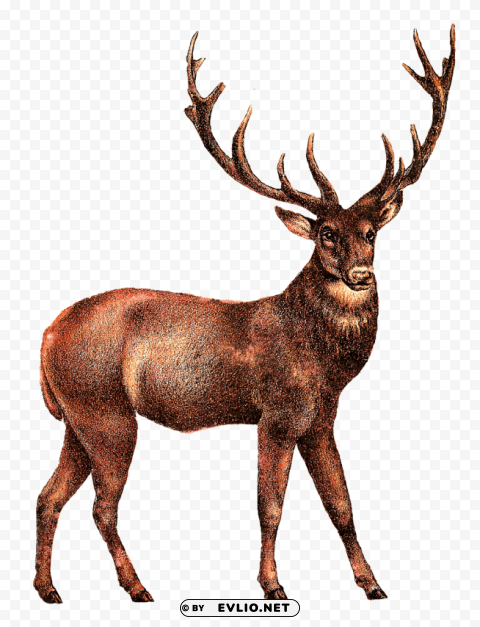 elk PNG Isolated Subject with Transparency