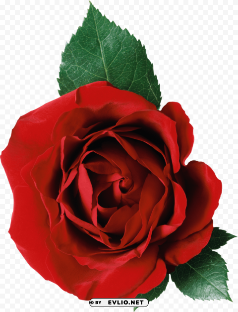 red rose Clear background PNG images comprehensive package