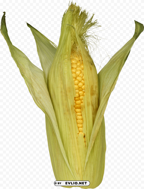 corn Clean Background Isolated PNG Graphic Detail