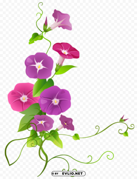 ipomoea flower High-resolution transparent PNG files