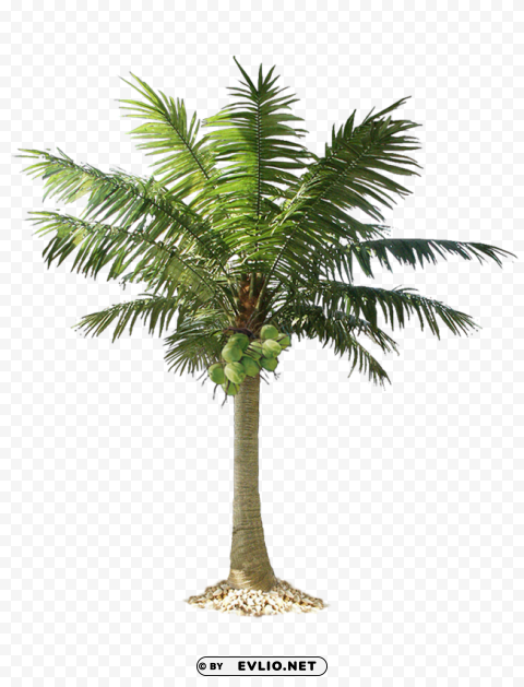 Palm Tree Transparent PNG Isolated Item With Detail