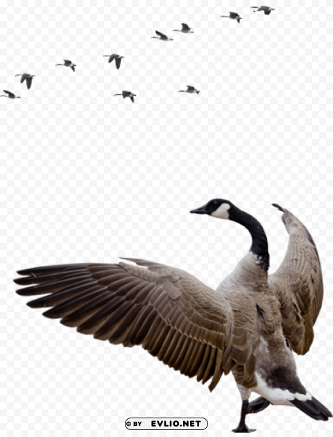 goose HighQuality Transparent PNG Isolated Artwork