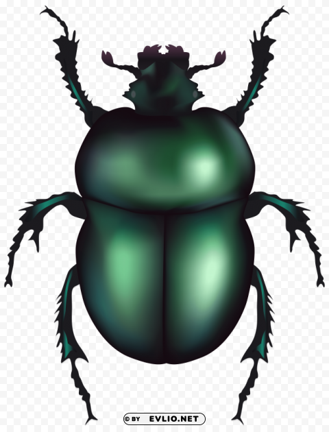green rose chafer beetle PNG images with clear background