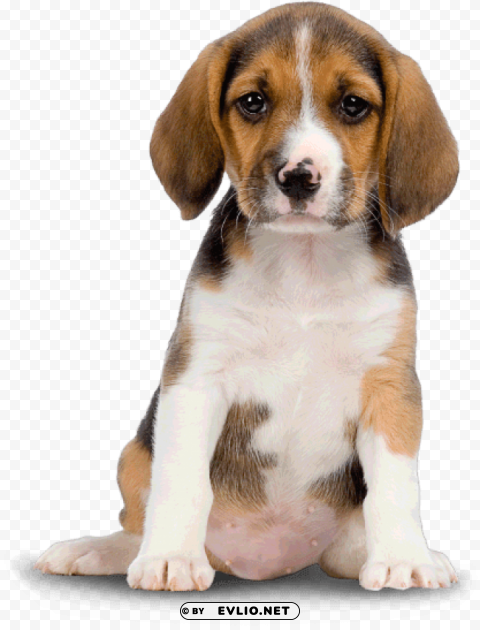 small dog puppy PNG Image with Isolated Element