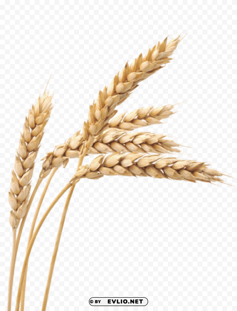 Wheat PNG for Photoshop