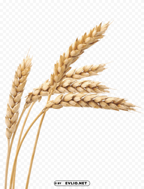 wheat Clear Background PNG Isolated Item