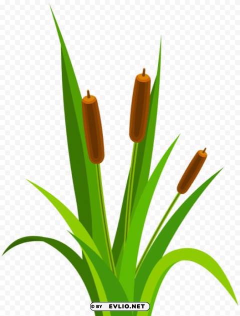 PNG image of bulrush decorative Isolated Object with Transparent Background PNG with a clear background - Image ID d033c01d