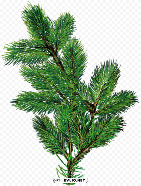 pine branch transparent Isolated Element with Clear PNG Background