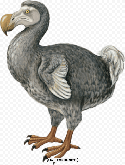 dodo PNG graphics
