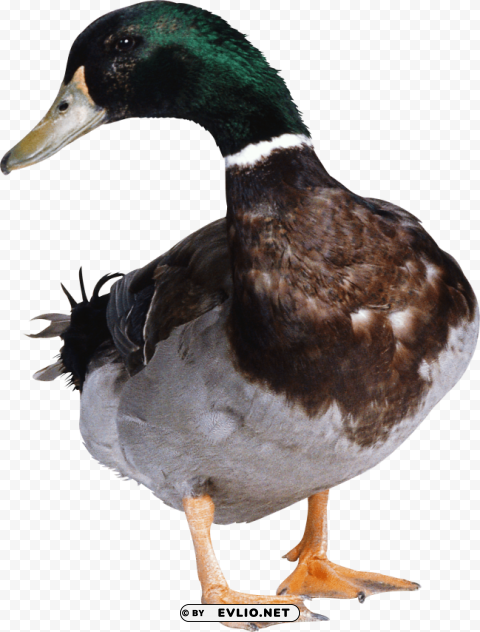 duck PNG Image with Isolated Icon