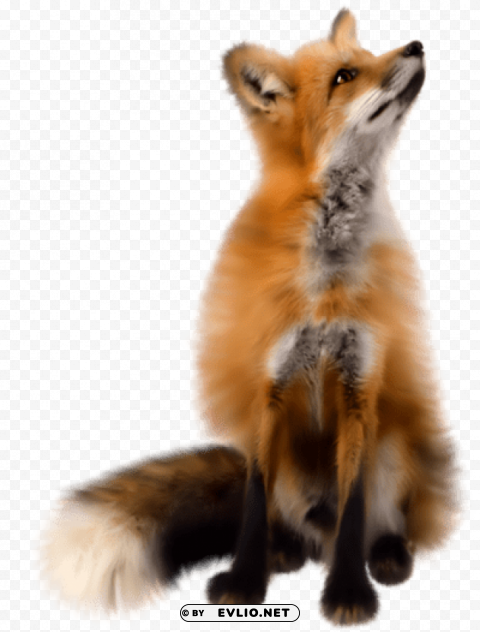 fox HighResolution PNG Isolated Illustration