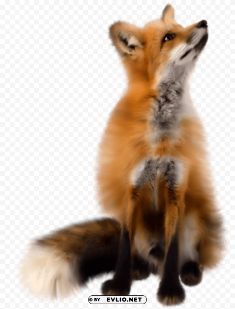 fox Isolated Element on HighQuality Transparent PNG png images background - Image ID bdd1d4a9