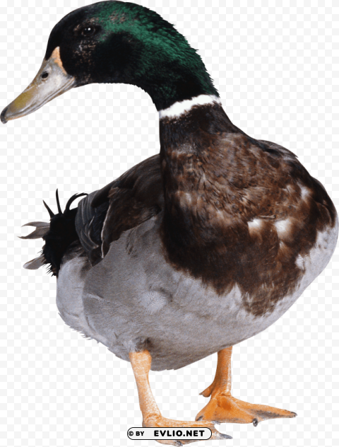 green duck PNG cutout png images background - Image ID 59470254