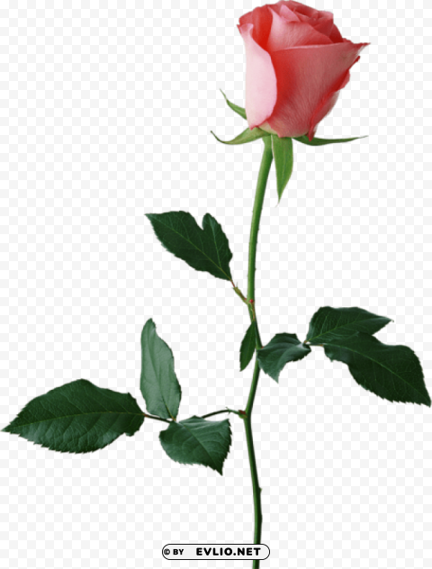 large rose bud Clear Background PNG Isolated Element Detail