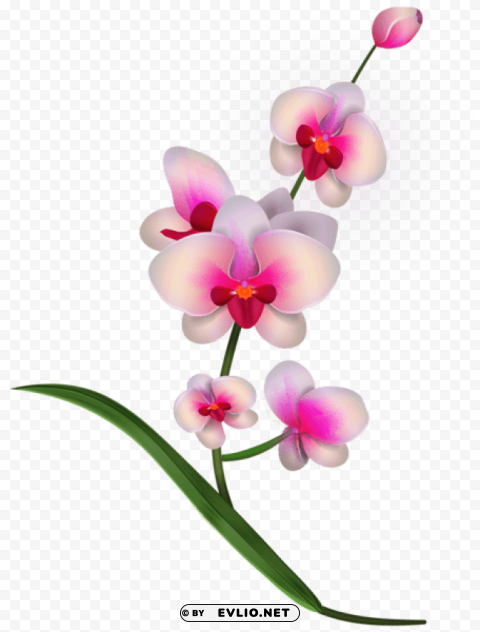 orchid Transparent PNG Isolated Graphic Element