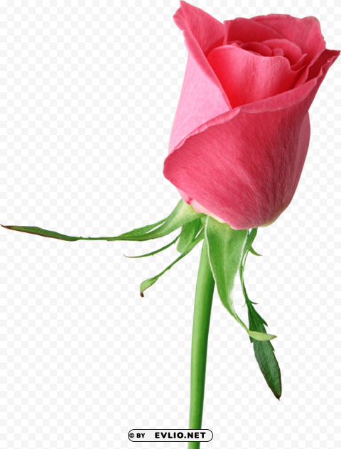 roses flower pic single PNG with clear background extensive compilation