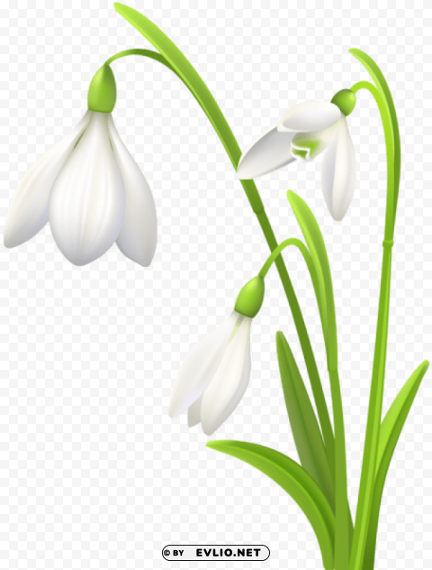 spring snowdrops Transparent Background Isolated PNG Design Element