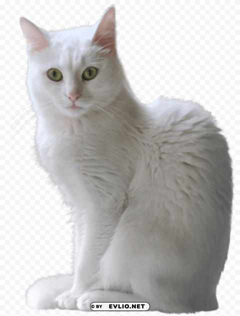 white kitten Isolated Subject in HighQuality Transparent PNG