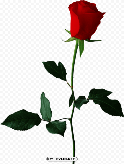 red rose no background PNG with alpha channel PNG transparent with Clear Background ID 46969218