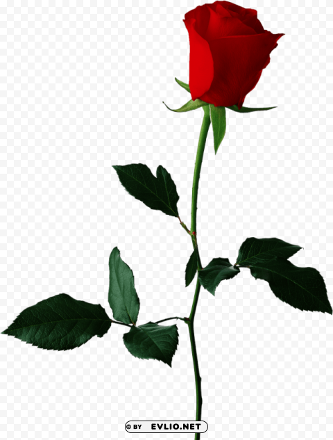 Red Rose No Background PNG With Alpha Channel