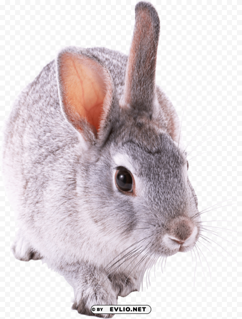gray rabbit walking PNG Image Isolated with High Clarity