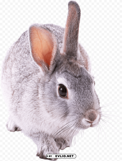 small cute rabbit Isolated Subject on HighResolution Transparent PNG