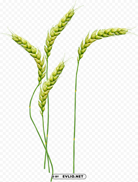 Wheat PNG Image with Isolated Transparency