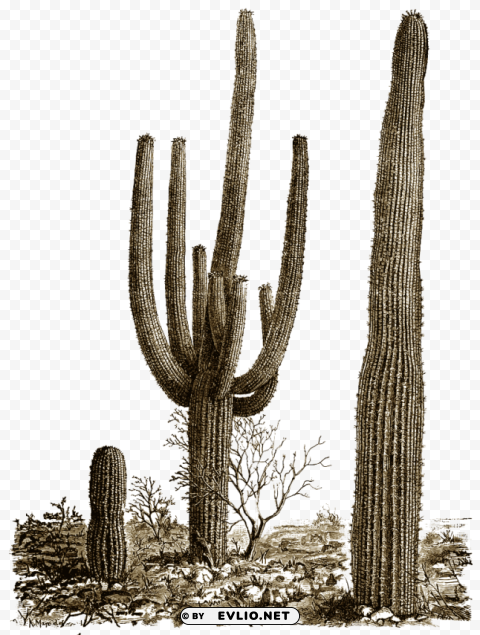 PNG image of cactus 8 Transparent PNG pictures complete compilation with a clear background - Image ID fc461952