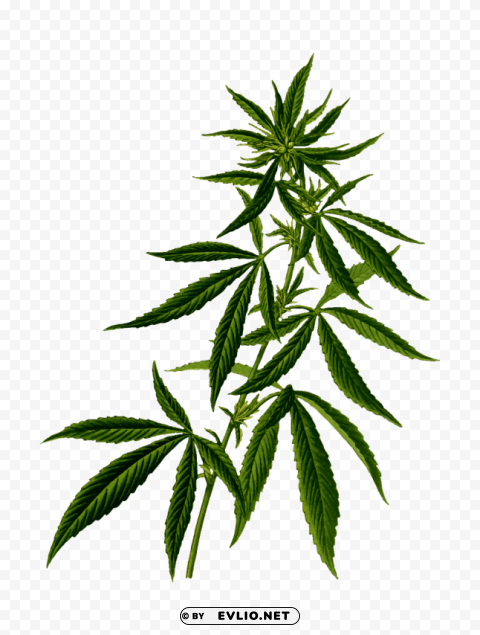 cannabis PNG with transparent bg