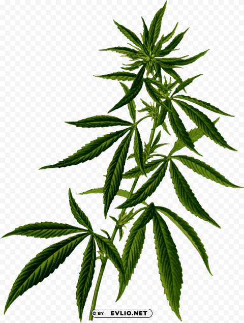 cannabis plant PNG images with transparent layer