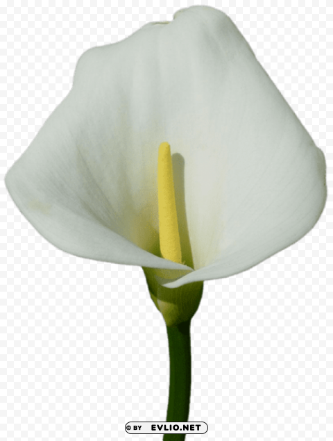 large calla lily PNG images with clear background