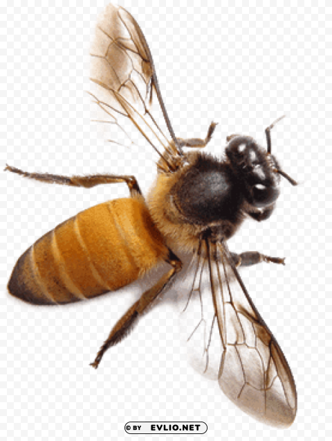 bee from top PNG Object Isolated with Transparency png images background - Image ID cf107cfc