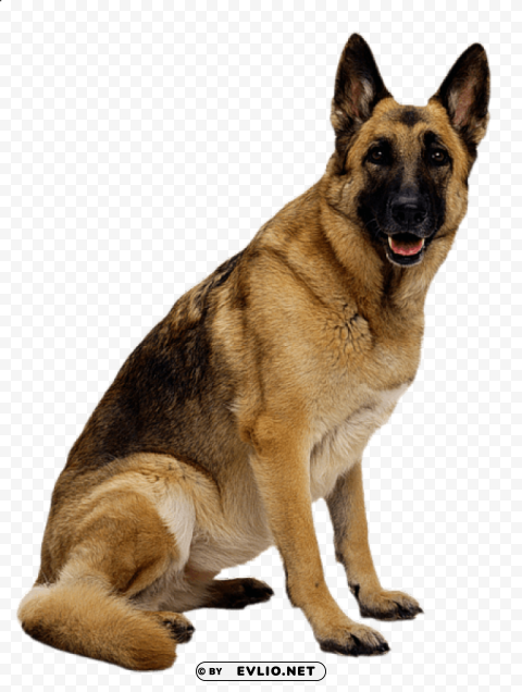 german shepherd Isolated Graphic on Transparent PNG
