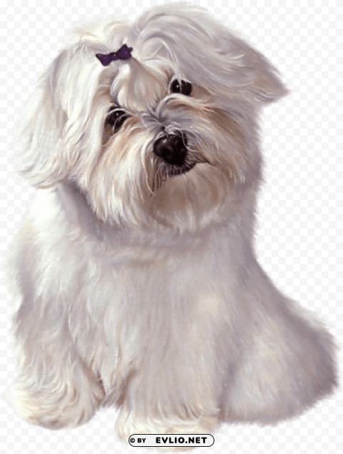 white cute puppy with ribbon Isolated Item in HighQuality Transparent PNG