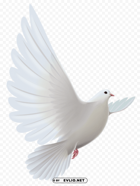 white dove transparent Clear background PNG elements