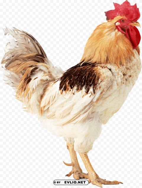 cock Free download PNG with alpha channel extensive images
