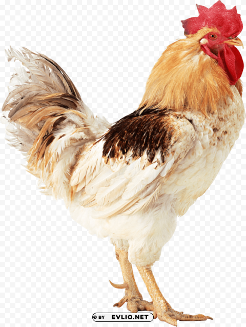 cock Free download PNG with alpha channel extensive images png images background - Image ID c206cc47