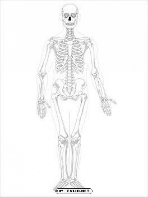 free skeleton public domain halloween images 3 2 PNG for use