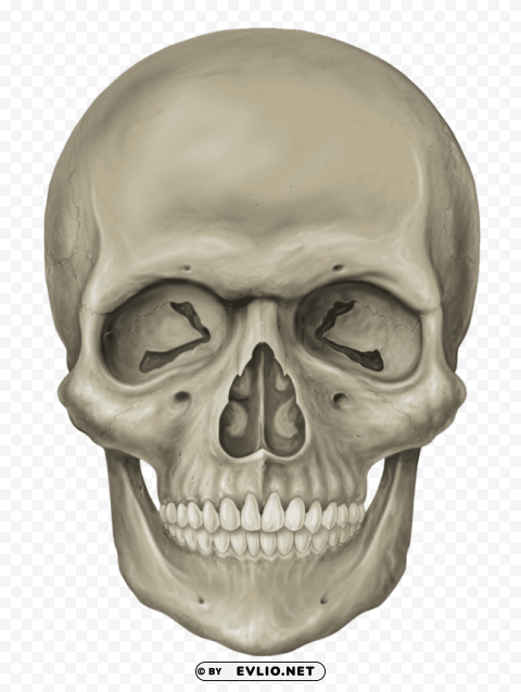 skull PNG images alpha transparency clipart png photo - 9060bb03