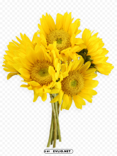 PNG image of sunflowers PNG photo with transparency with a clear background - Image ID d26d41bc