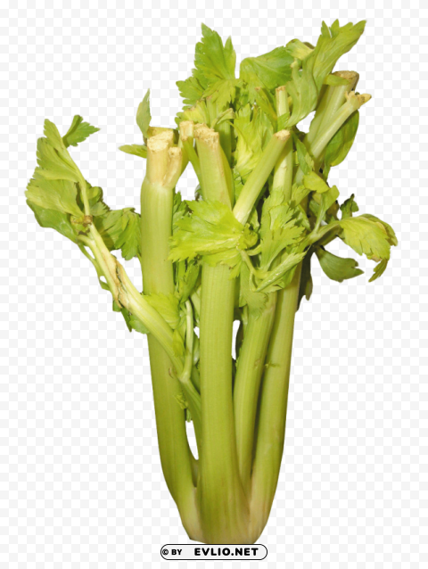 celery PNG clipart with transparent background