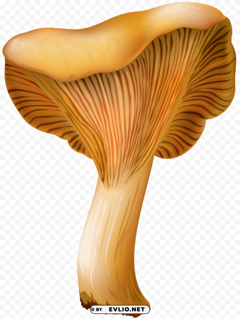 chanterelle mushroom Transparent PNG images extensive gallery