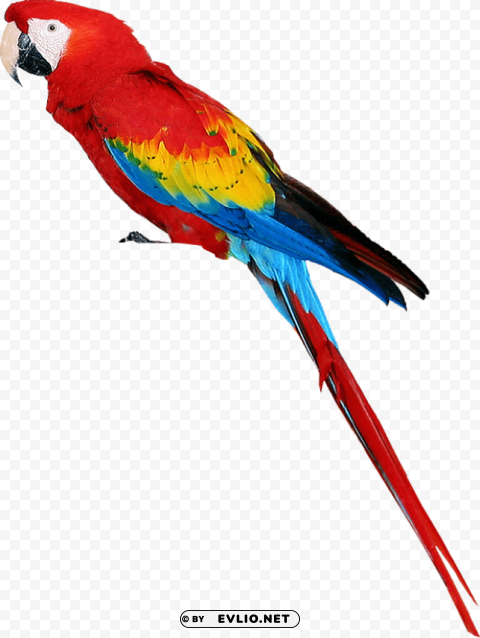 colorful parrot standing PNG files with transparency