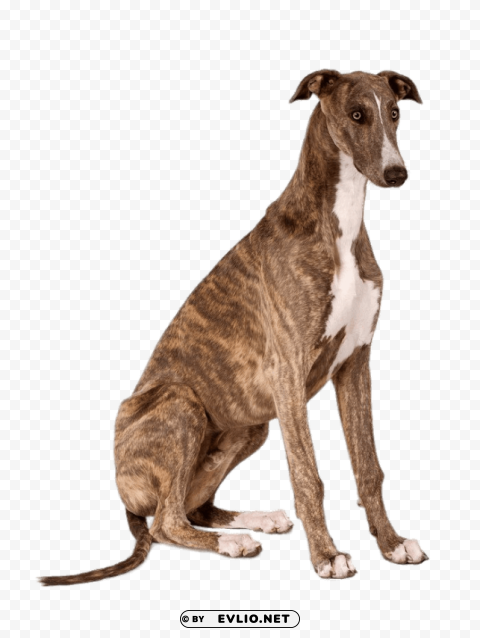 greyhound sitting PNG design