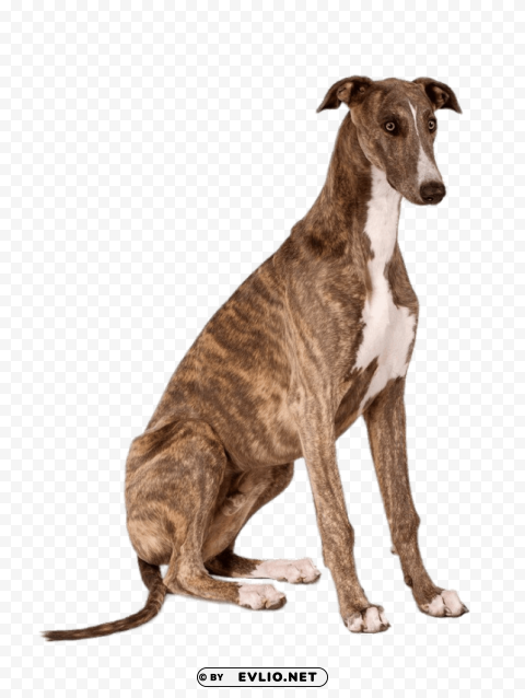 greyhound sitting PNG design png images background - Image ID edbce493