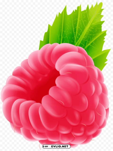 raspberry PNG images with transparent canvas comprehensive compilation