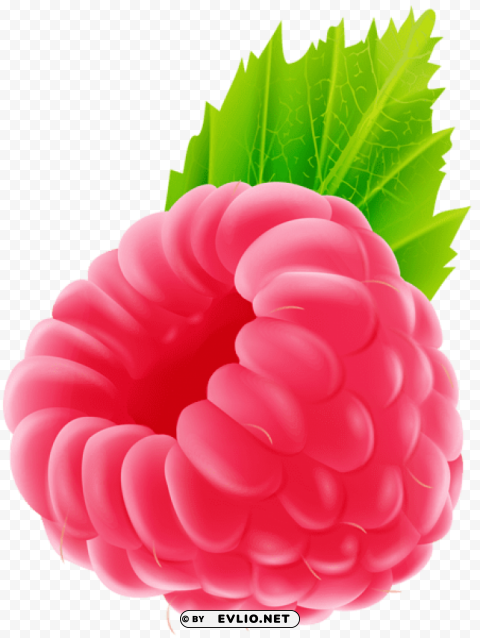 Raspberry PNG Images With Transparent Canvas Comprehensive Compilation