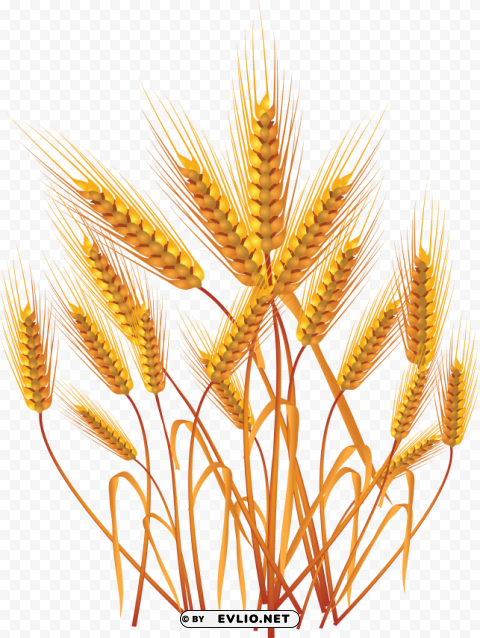 Wheat PNG Image Isolated with Clear Background