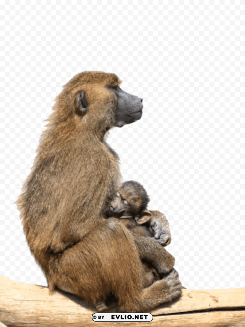 baboon photo Transparent Background PNG Isolated Element